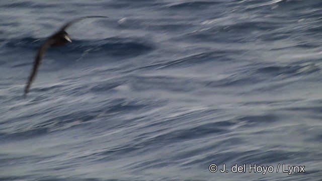 White-chinned Petrel - ML201462081