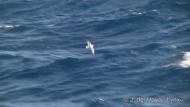 Petrel urdina - ML201462141