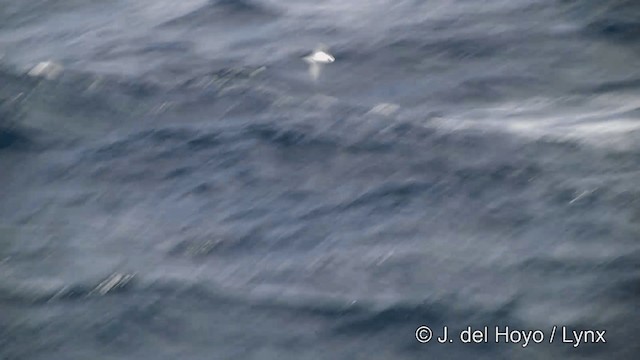 Petrel urdina - ML201462151