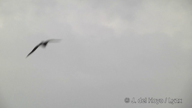 Puffin à menton blanc - ML201462241