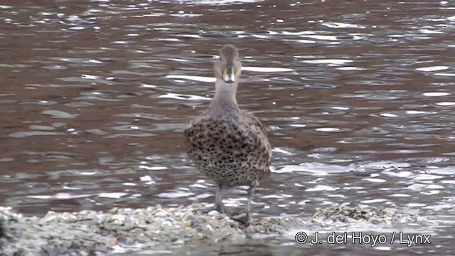 Yellow-billed Pintail (South Georgia) - ML201462251