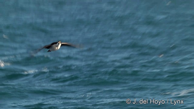 South Georgia Shag - ML201462331