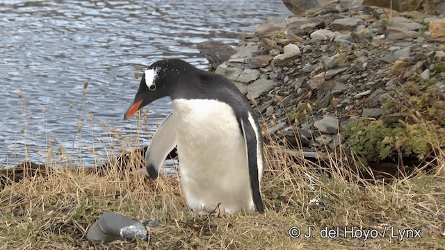 tučňák oslí - ML201462351