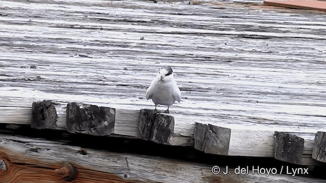 Antarctic Tern (South Georgia) - ML201462381