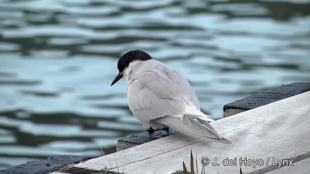 Antarctic Tern (South Georgia) - ML201462391