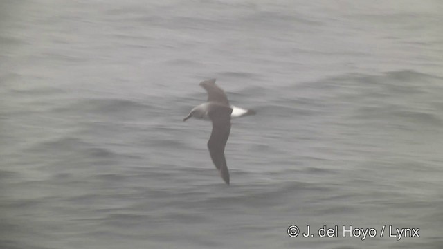 Albatros Cabecigrís - ML201462401