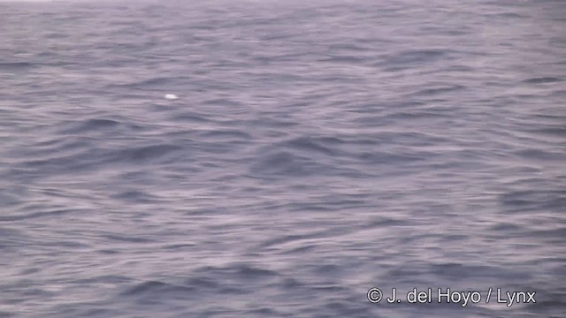 Tristan Gezgin Albatrosu - ML201462441