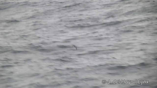 Black-bellied Storm-Petrel - ML201462471