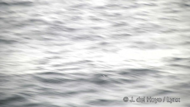 Чернобрюхая океанида - ML201462481