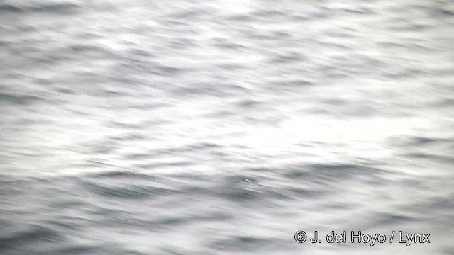 Black-bellied Storm-Petrel - ML201462481