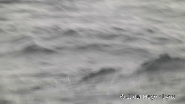 White-chinned Petrel - ML201462581