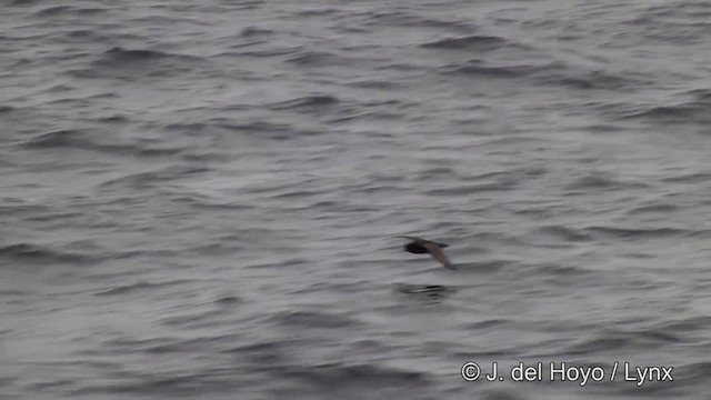 Puffin à menton blanc - ML201462591