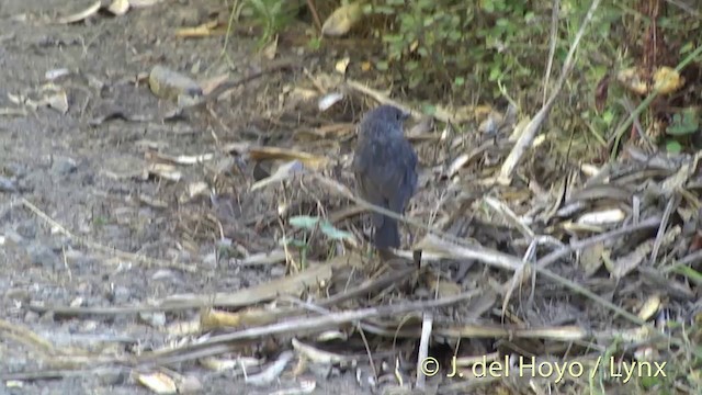 North Island Robin - ML201462831