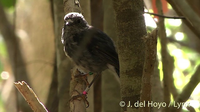 North Island Robin - ML201462841