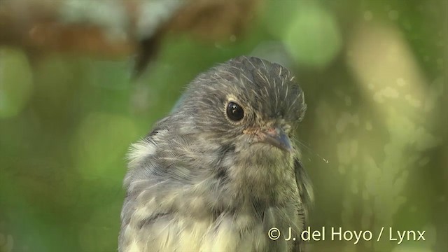 North Island Robin - ML201462851