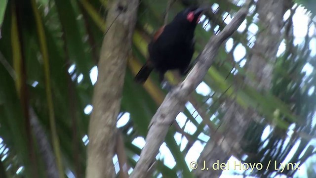 North Island Saddleback - ML201462861