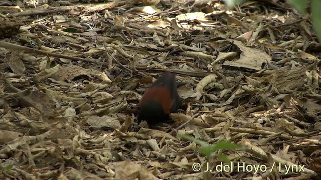 North Island Saddleback - ML201462871