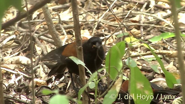 North Island Saddleback - ML201462881