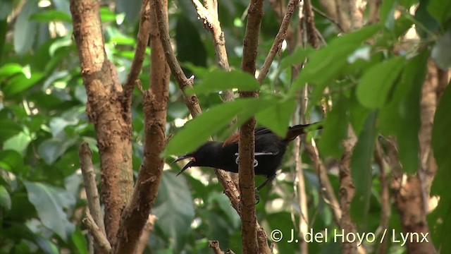 North Island Saddleback - ML201462901