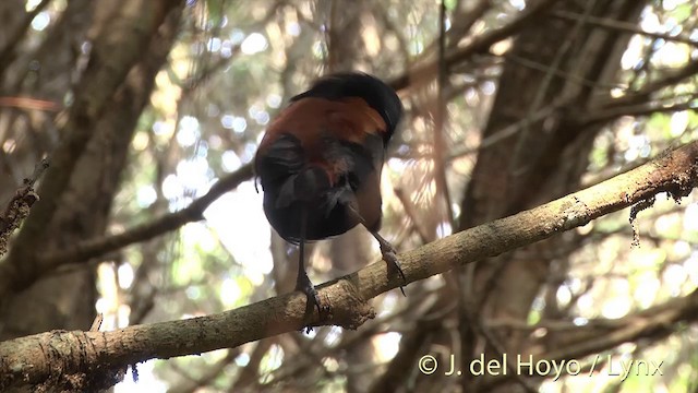 North Island Saddleback - ML201462911