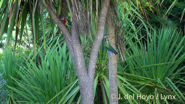 Eastern Rosella - ML201462921