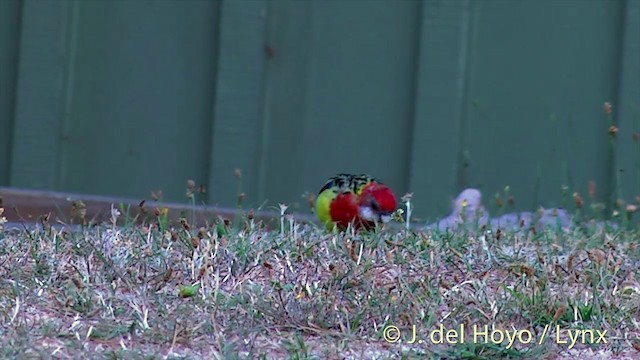 Eastern Rosella - ML201462931