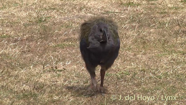 South Island Takahe - ML201462941