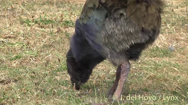 South Island Takahe - ML201462951