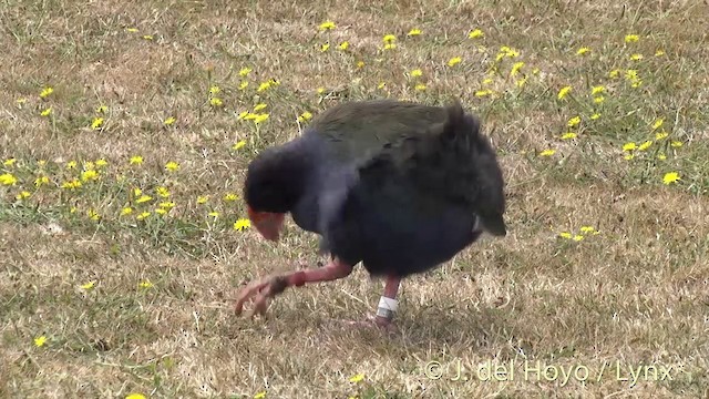 South Island Takahe - ML201462961