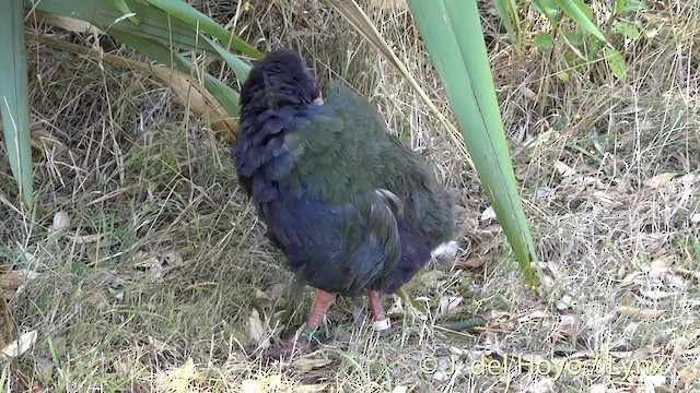 South Island Takahe - ML201462971