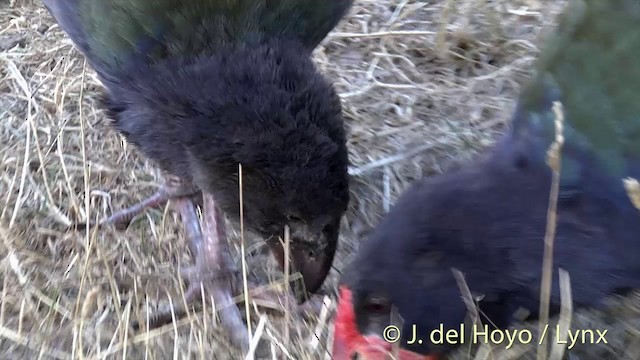 South Island Takahe - ML201462981