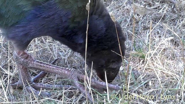 South Island Takahe - ML201462991