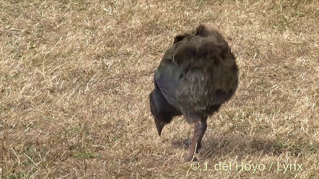 South Island Takahe - ML201463031