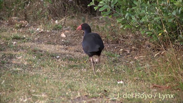 Australasian Swamphen - ML201463061