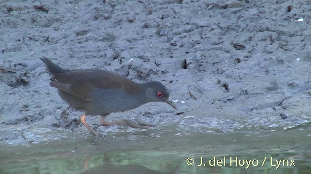 Spotless Crake - ML201463131