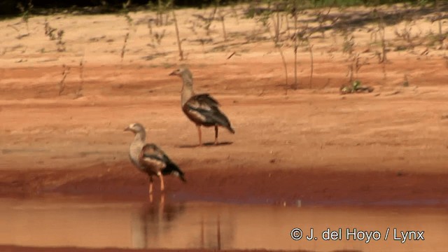 Ganso del Orinoco - ML201463191