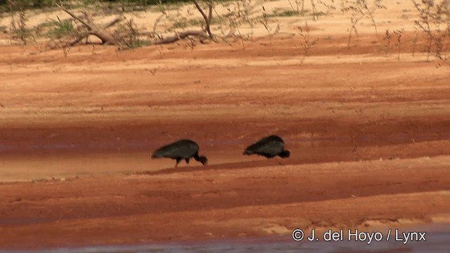 Bare-faced Ibis - ML201463231