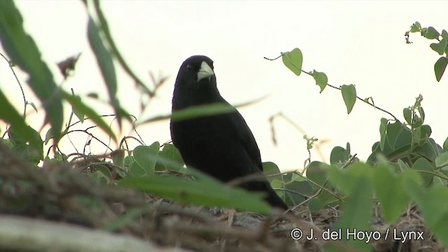 Solitary Black Cacique - ML201463241