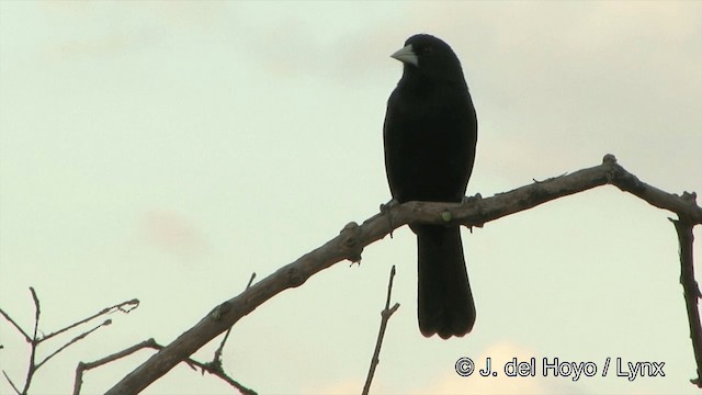 Solitary Black Cacique - ML201463251