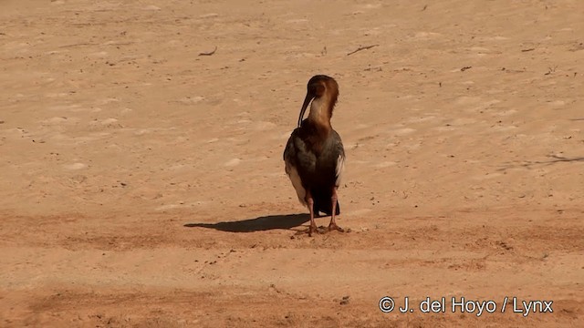 Buff-necked Ibis - ML201463271