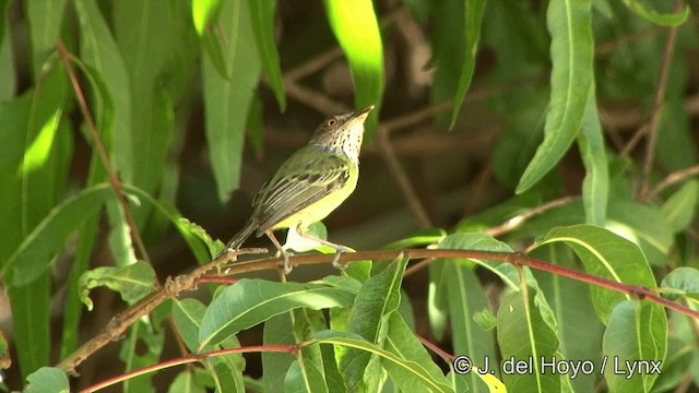 Spotted Tody-Flycatcher - ML201463301