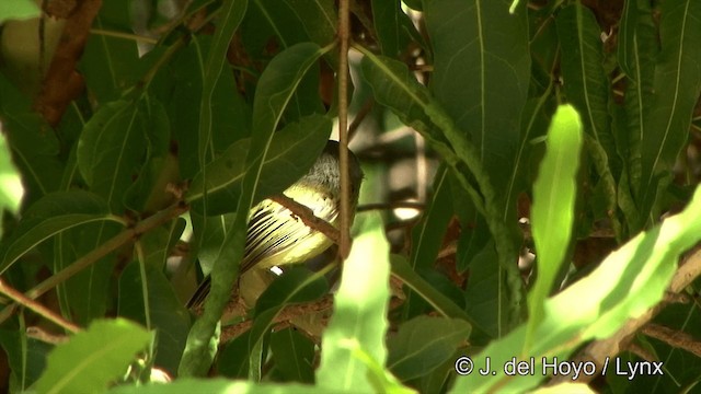 Spotted Tody-Flycatcher - ML201463311