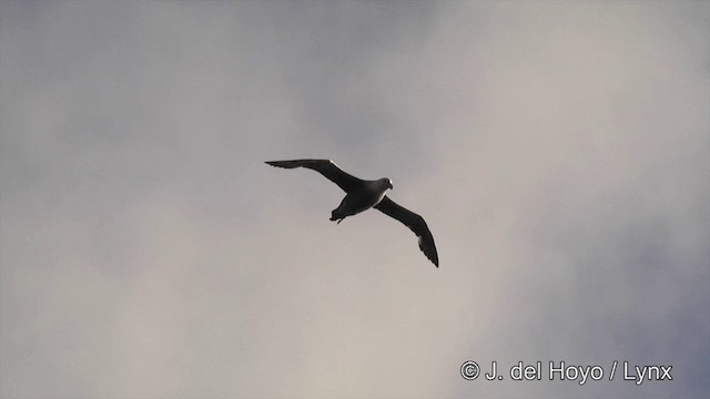 Southern Giant-Petrel - ML201463361