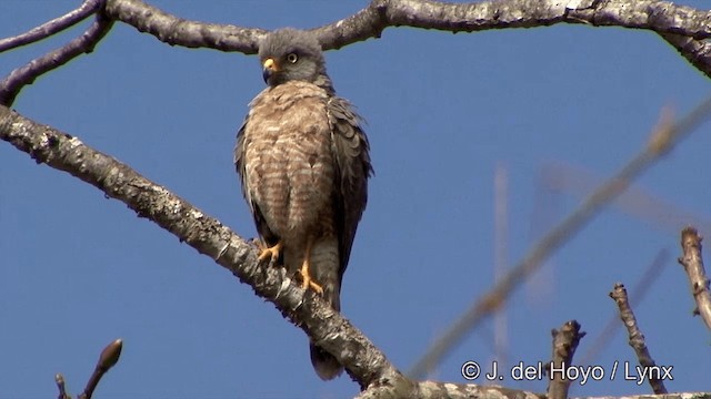 Дорожный канюк [группа magnirostris] - ML201463411