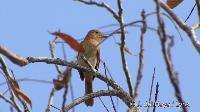 Rufous Casiornis - ML201463431