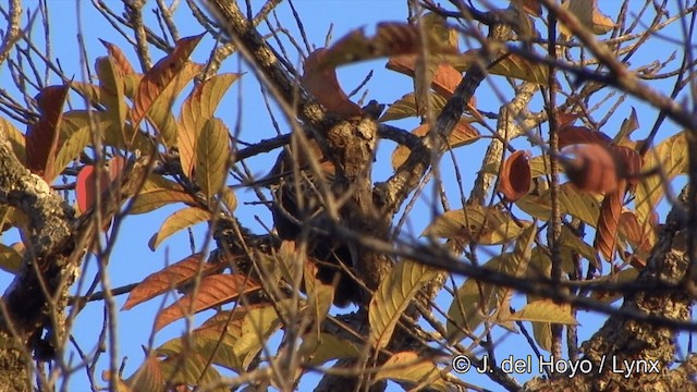 Ochre-backed Woodpecker - ML201463441