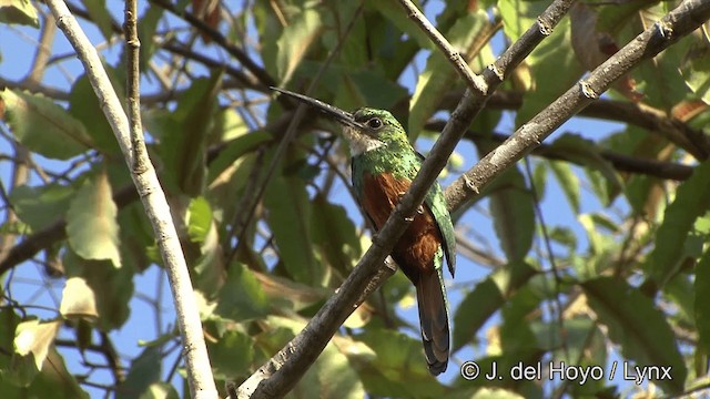 Rufous-tailed Jacamar (Spot-tailed) - ML201463471