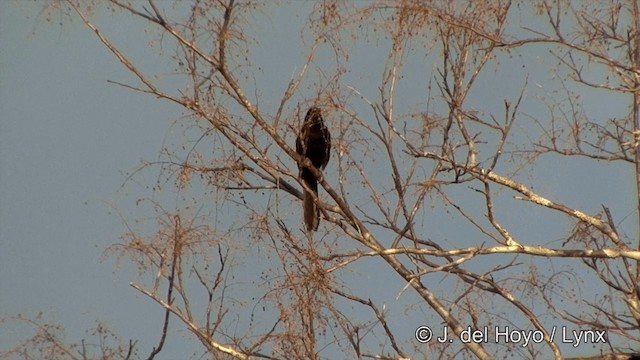 epålettrupial (cayanensis) - ML201463511