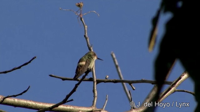 Frilled Coquette - ML201463531