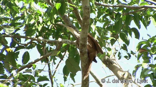 Long-billed Woodcreeper - ML201463561